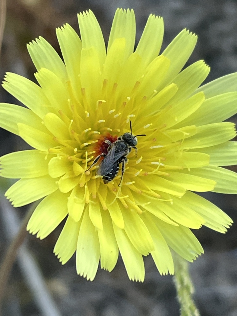 Desert Dandelion Fairy Bee