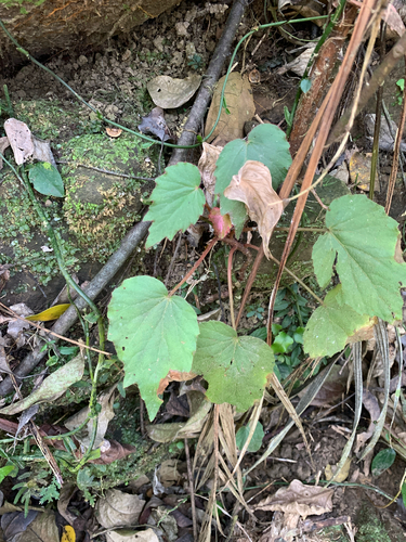 Cut-leaved Begonia (Begonia palmata)