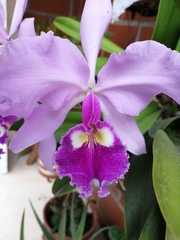 Cattleya