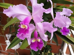 Cattleya