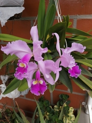 Cattleya