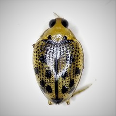 Peltodytes litoralis