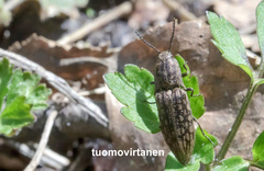 Actenicerus siaelandicus