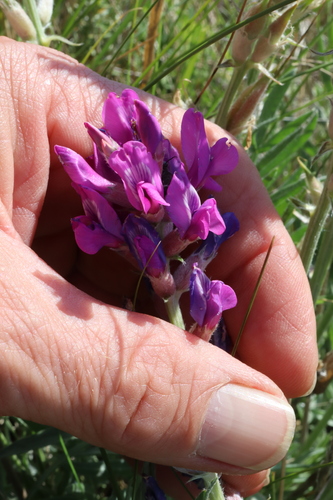 Lambert's Locoweed (Oxytropis lambertii)