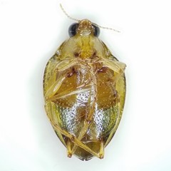 Peltodytes litoralis