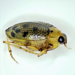 Peltodytes litoralis