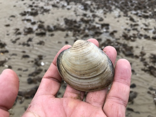 Mercenaria stimpsoni