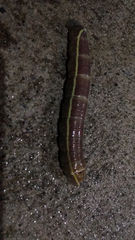 Lepidoptera