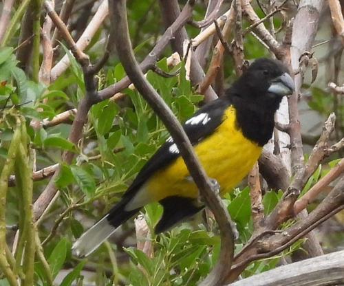 Black-backed Grosbeak (Pheucticus aureoventris), photo 3
