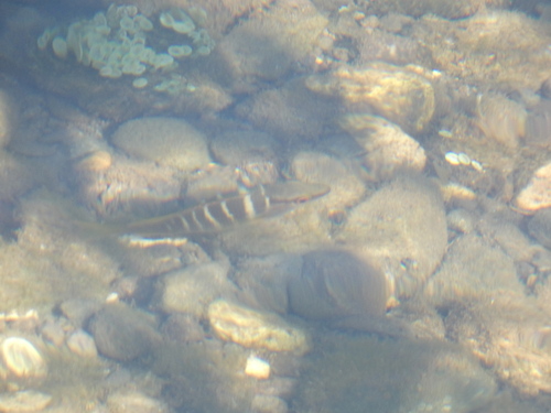 Lutjanus apodus