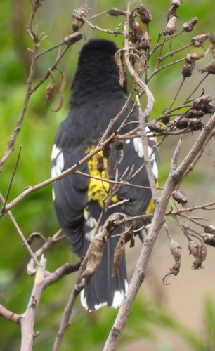 Black-backed Grosbeak (Pheucticus aureoventris), photo 4