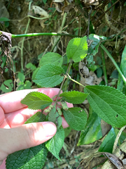 Boehmeria pilosiuscula, photograph (c) 呂一起(Lyu yi-chi), some rights reserved (CC BY)