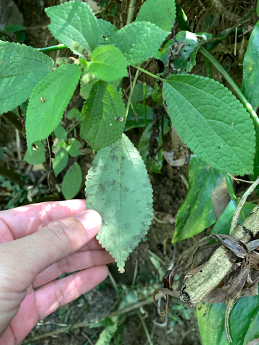Boehmeria pilosiuscula, photograph 5