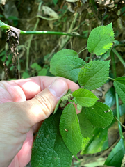 Boehmeria pilosiuscula, photograph (c) 呂一起(Lyu yi-chi), some rights reserved (CC BY)