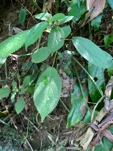 Boehmeria pilosiuscula, photograph 3