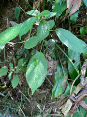 Boehmeria pilosiuscula, photograph (c) 呂一起(Lyu yi-chi), some rights reserved (CC BY)