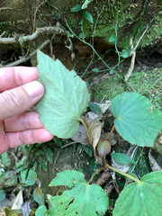 Boehmeria pilosiuscula, photograph (c) 呂一起(Lyu yi-chi), some rights reserved (CC BY)