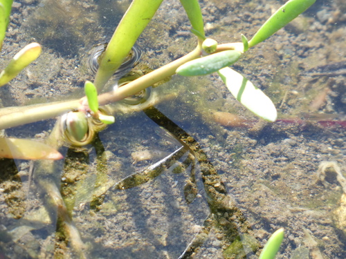 Gambusia puncticulata