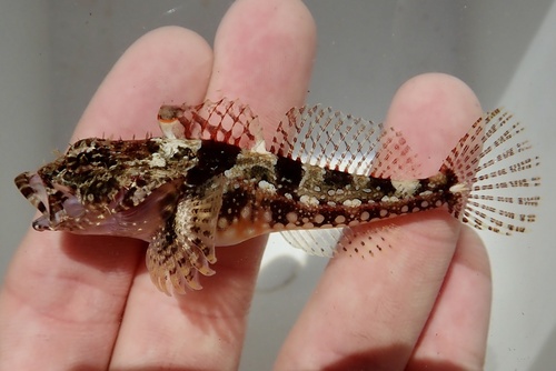 Coralline sculpin (Artedius corallinus) — Cottidae — 2