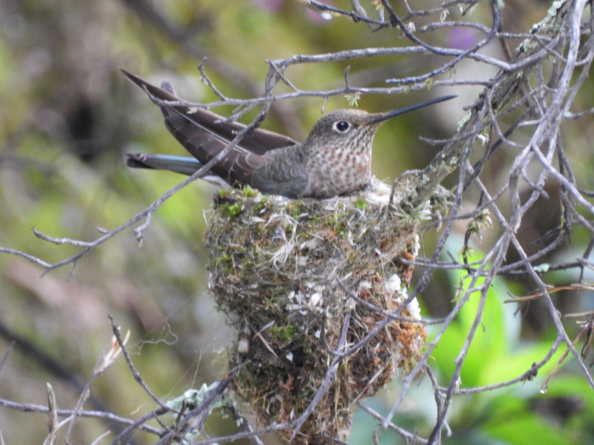 Giant Hummingbird (Patagona gigas), photo 6