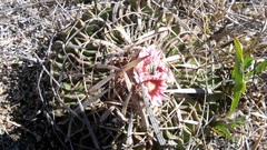 Echinofossulocactus dichroacanthus