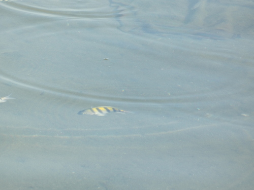 Abudefduf saxatilis