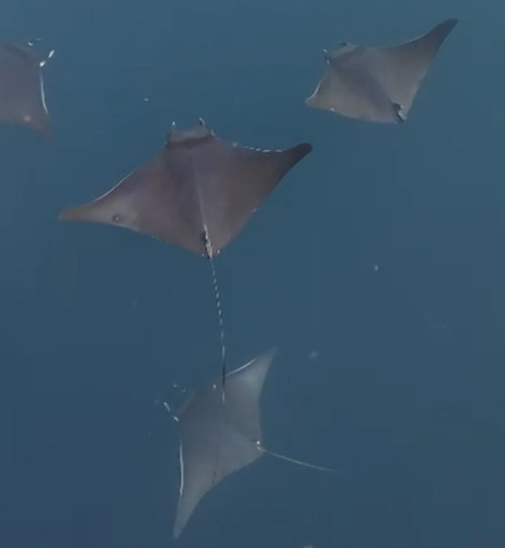 Bentfin devil ray (Mobula thurstoni) — Myliobatidae