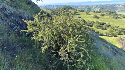 Ribes quercetorum, photograph 5