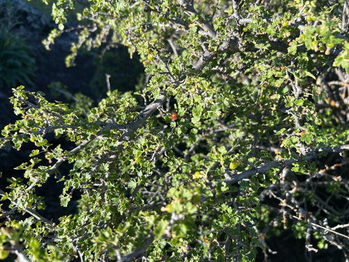 Ribes quercetorum, photograph 6
