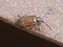 Metriolagria affinis