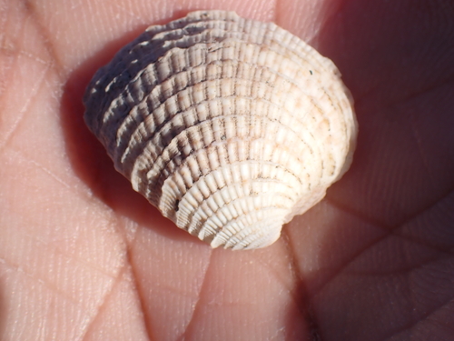 Chione cancellata