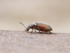 Metriolagria affinis