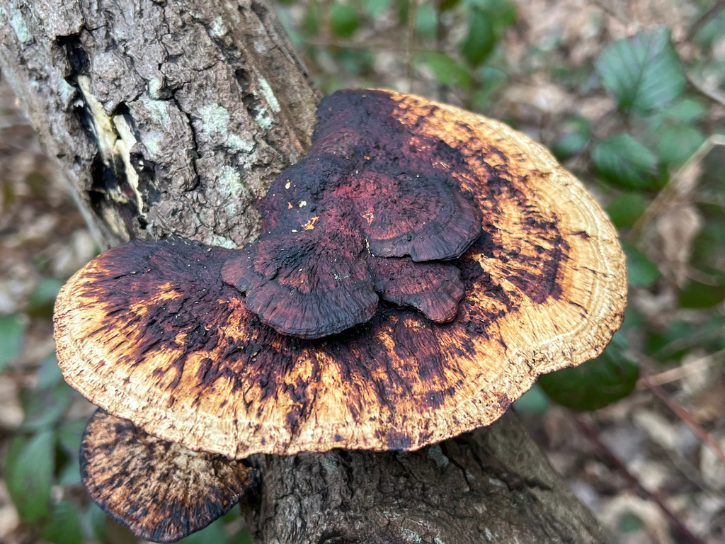 Daedaleopsis confragosa
