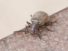 Metriolagria affinis