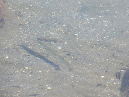 Sphyraena barracuda