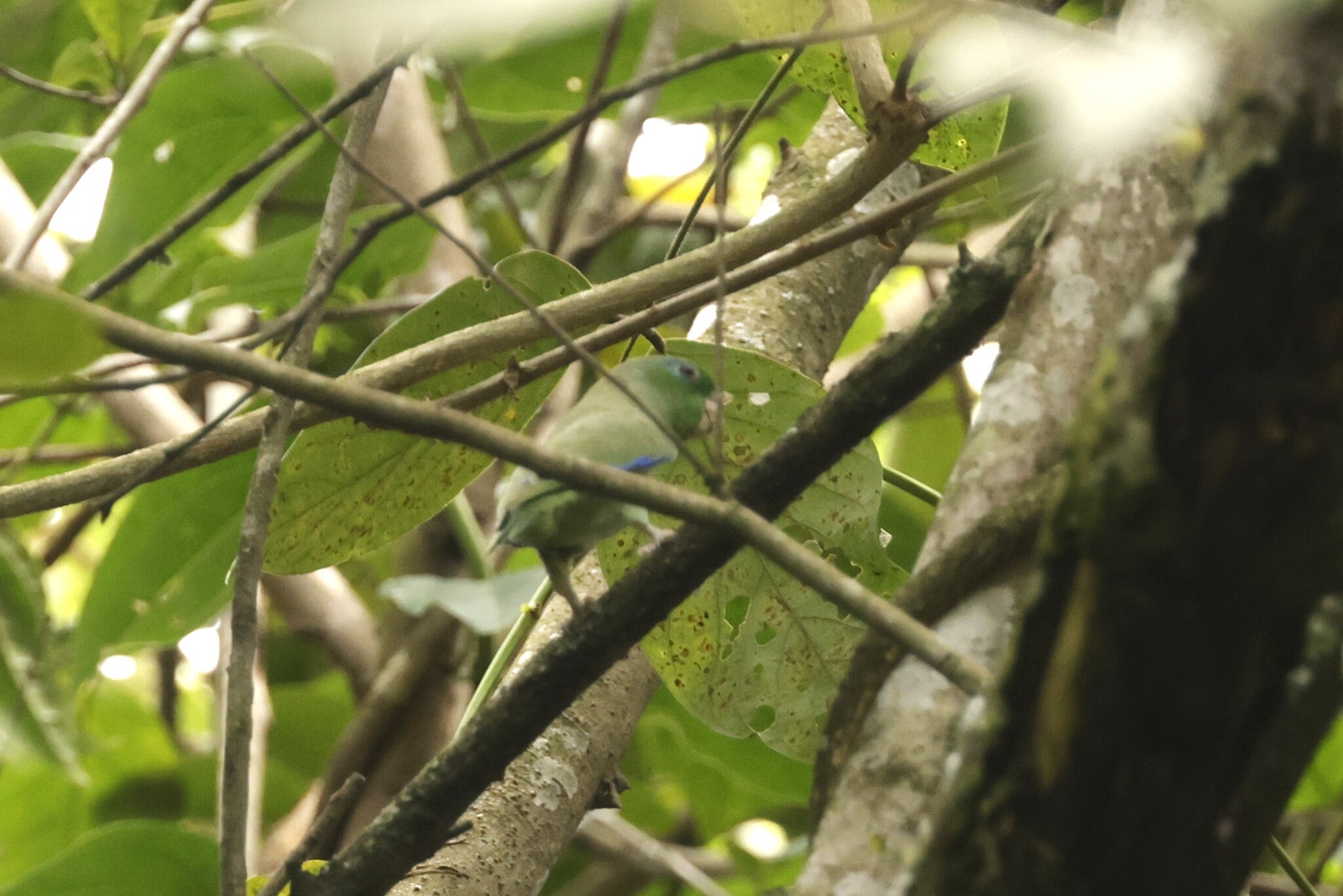 Spectacled Parrotlet (Forpus conspicillatus), photo 3