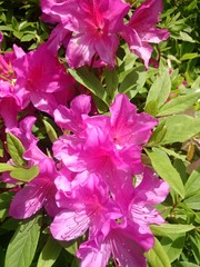 Rhododendron