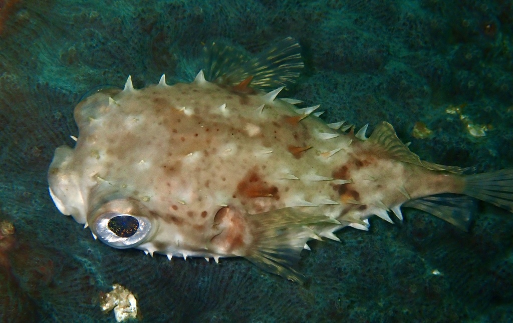 Birdbeak burrfish