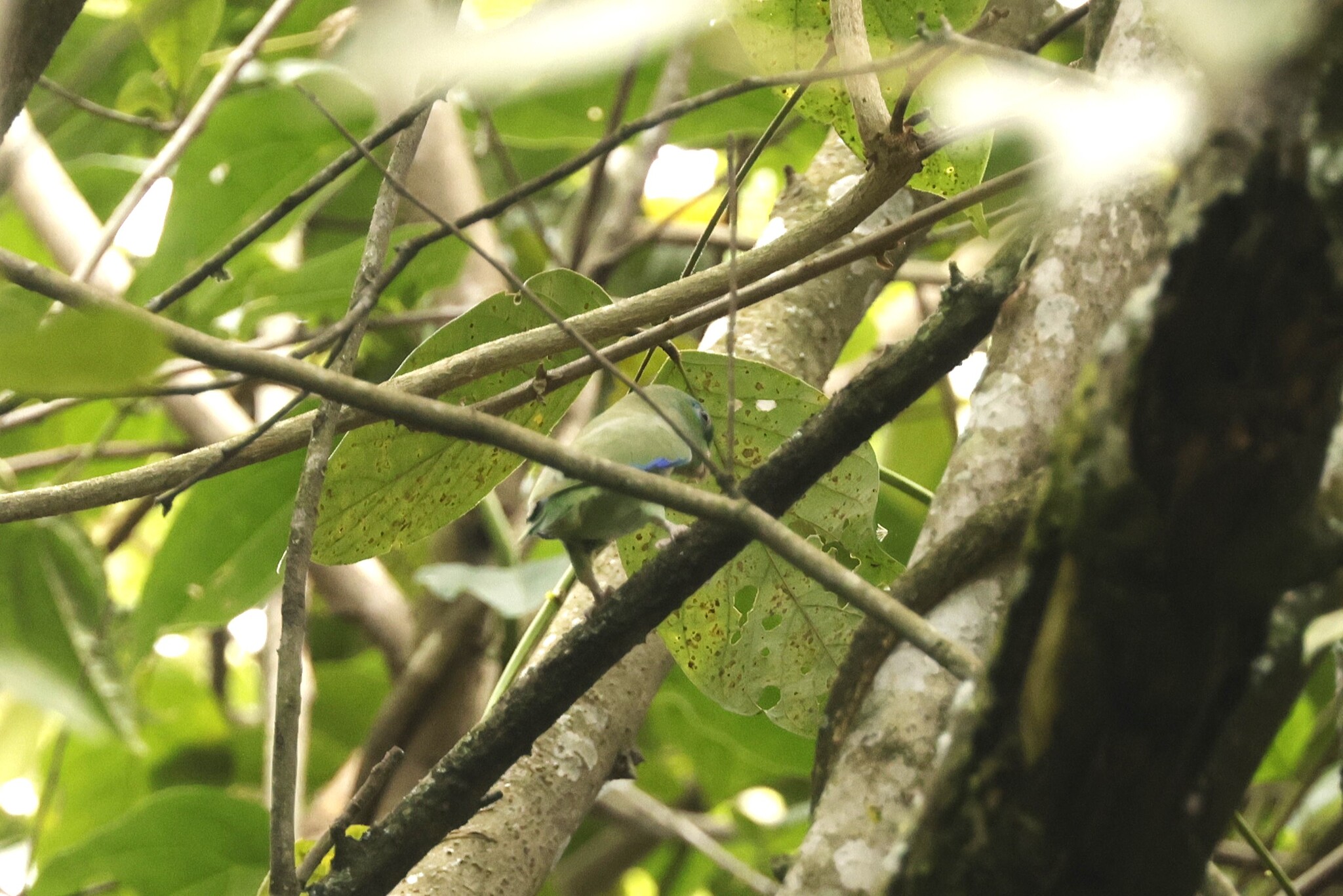 Spectacled Parrotlet (Forpus conspicillatus), photo 4