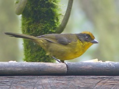 Atlapetes tricolor crassus