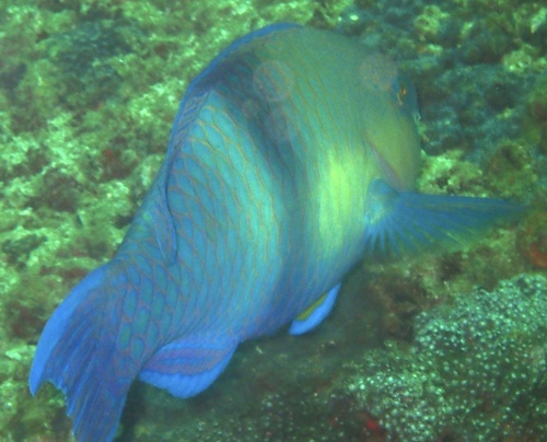 Persian parrotfish (Scarus persicus) — Scaridae — 2