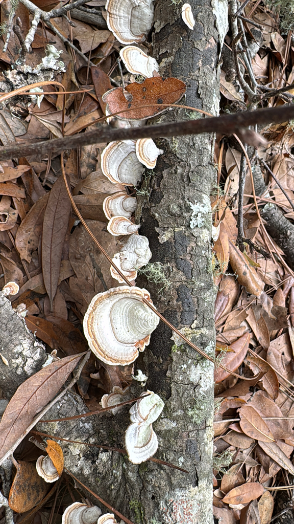 Stereum lobatum · March 2026 · photo: © a_hippe (iNaturalist, cc0)