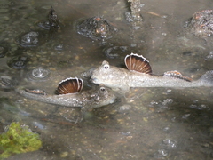 Hopping Fish photo 3