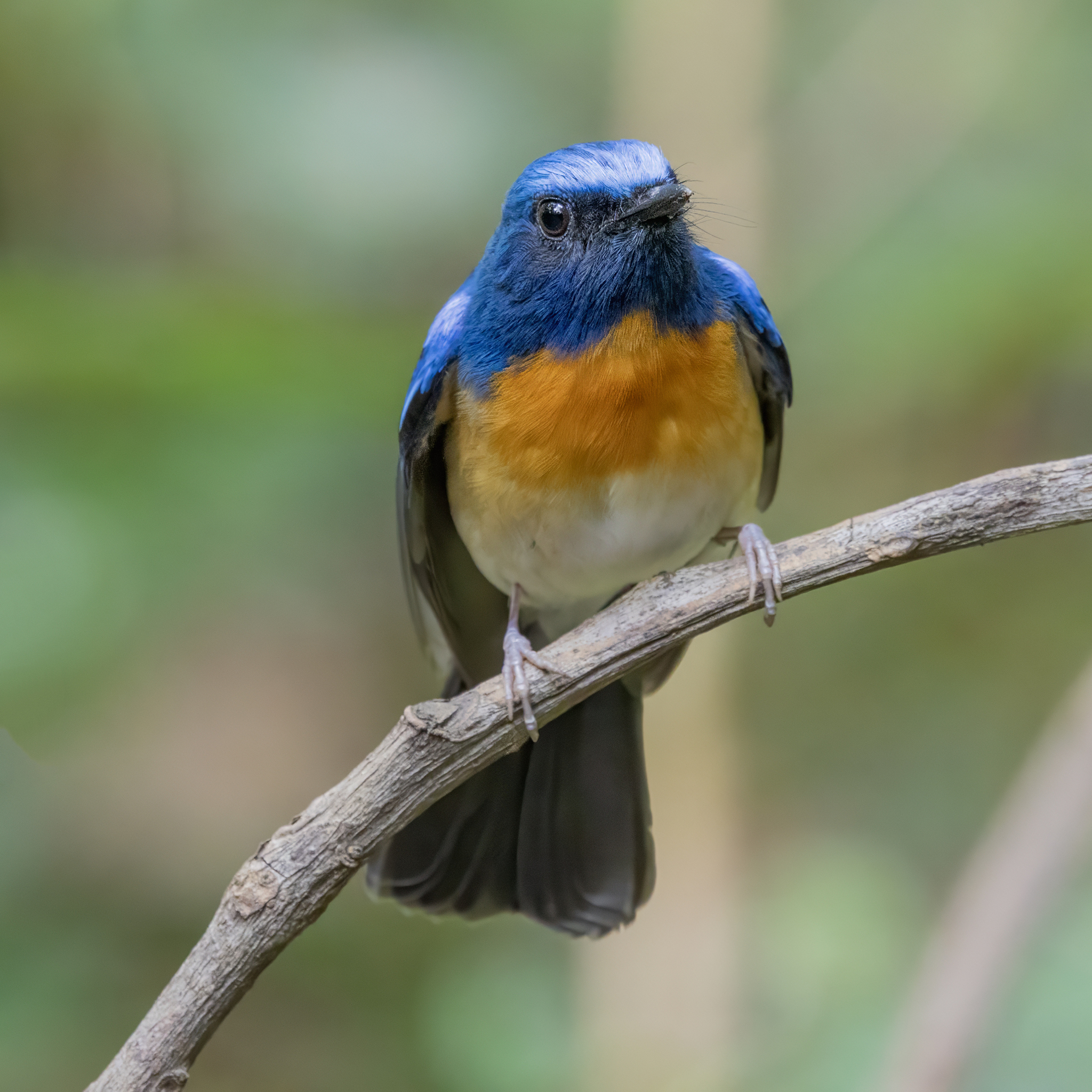 Hainan Blue Flycatcher (Cyornis hainanus), photo 2