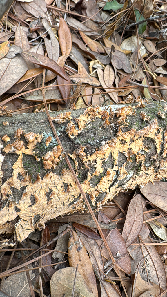 Stereum complicatum · March 2026 · photo: © a_hippe (iNaturalist, cc0)