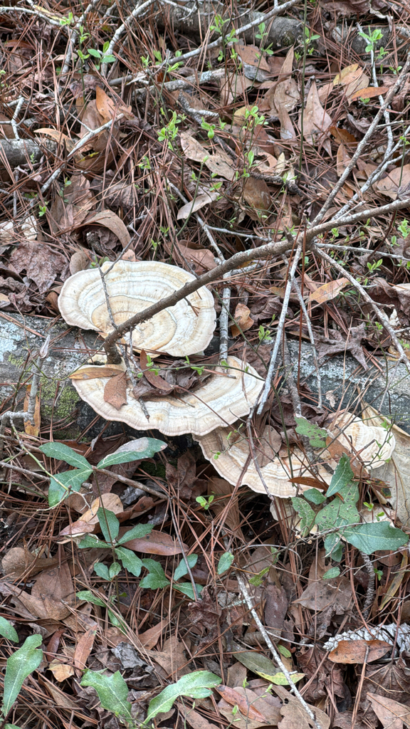 Trametes lactinea · March 2026 · photo: © a_hippe (iNaturalist, cc0)
