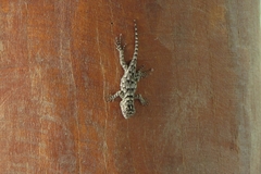 Sceloporus lundelli