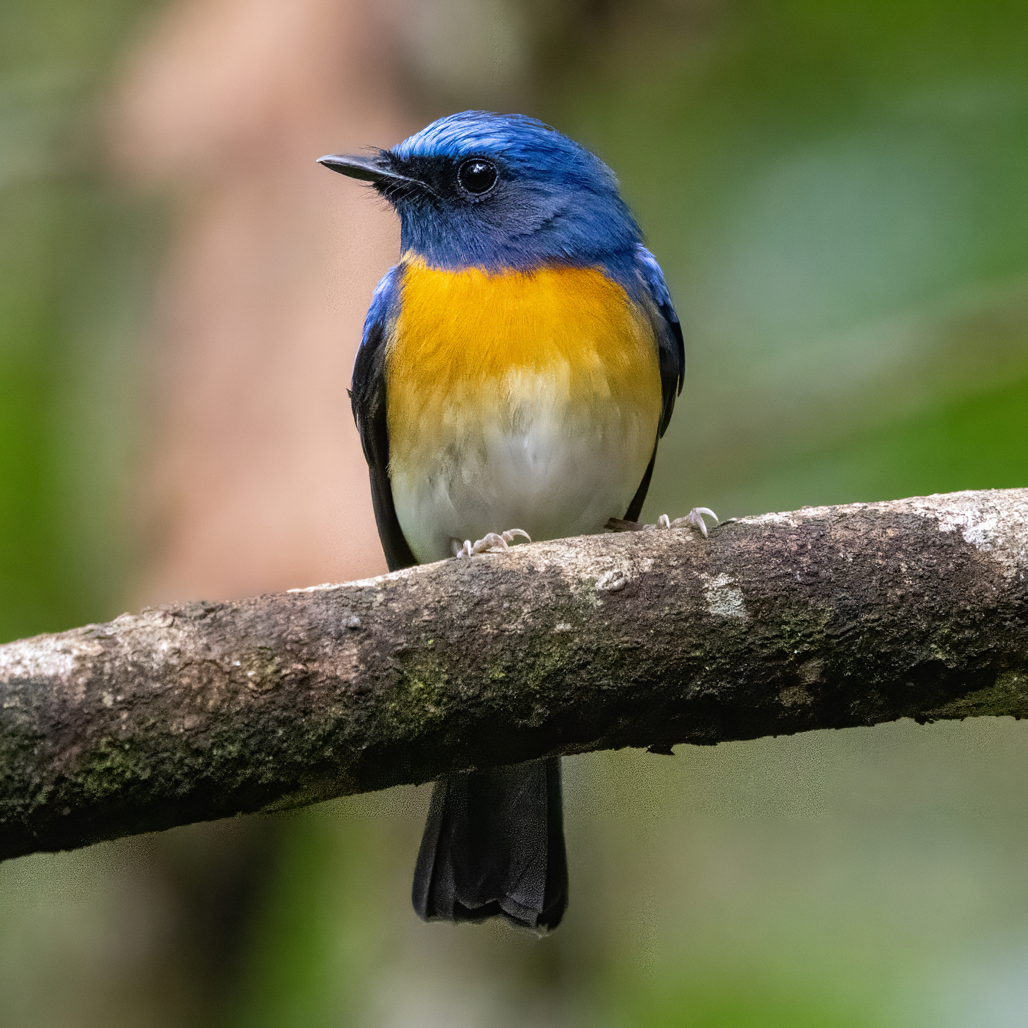 Hainan Blue Flycatcher (Cyornis hainanus), photo 3