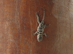Sceloporus lundelli