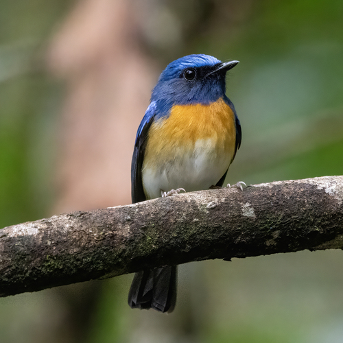 Hainan Blue Flycatcher (Cyornis hainanus), photo 7